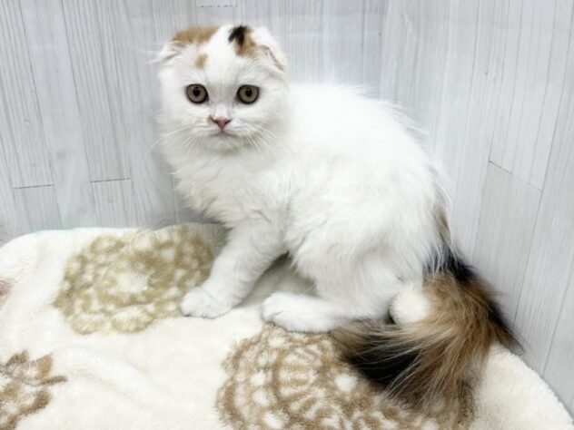 徳島県のスコティッシュフォールド (アミーゴ北島店/2026年2月1日生まれ/女の子/その他色)の子猫の1枚目の画像