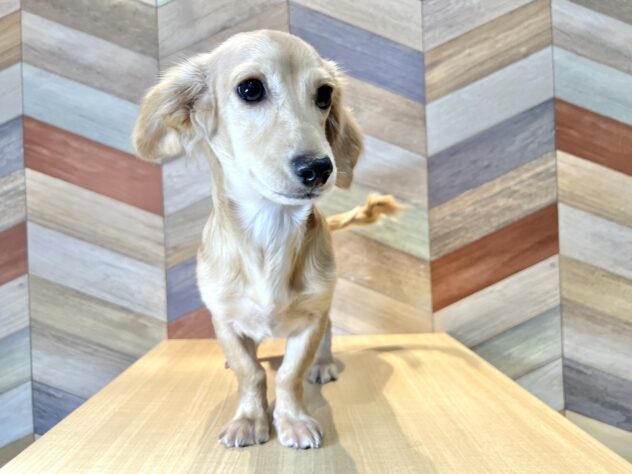 香川県のハーフ犬・ミックス犬 (ワンキャラット アミーゴ丸亀店/2025年10月27日生まれ/男の子/クリーム)の子犬の3枚目の画像