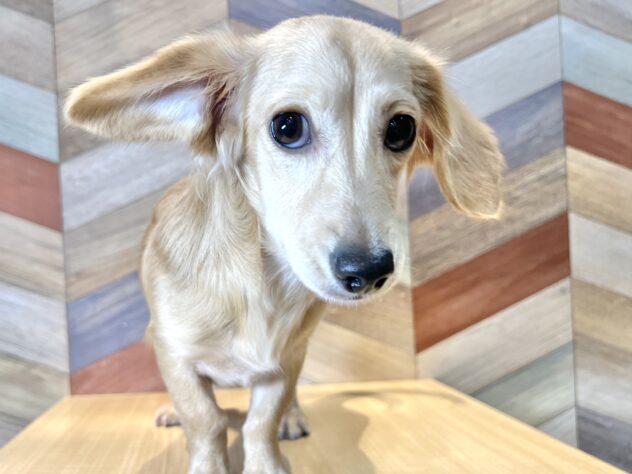 香川県のハーフ犬・ミックス犬 (ワンキャラット アミーゴ丸亀店/2025年10月27日生まれ/男の子/クリーム)の子犬の2枚目の画像