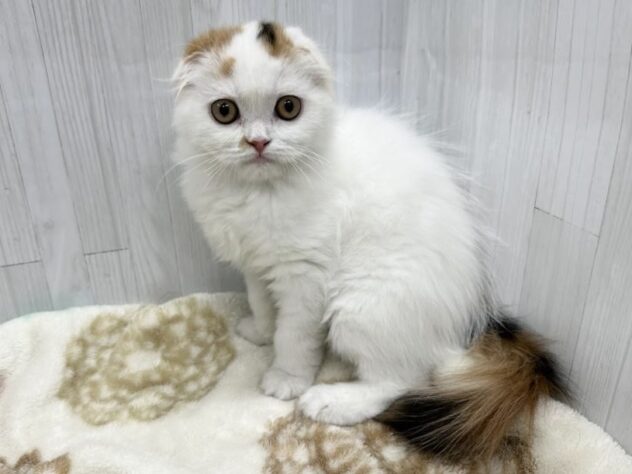 徳島県のスコティッシュフォールド (アミーゴ北島店/2026年2月1日生まれ/女の子/その他色)の子猫の2枚目の画像