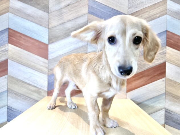 香川県のハーフ犬・ミックス犬 (ワンキャラット アミーゴ丸亀店/2025年10月27日生まれ/男の子/クリーム)の子犬の1枚目の画像