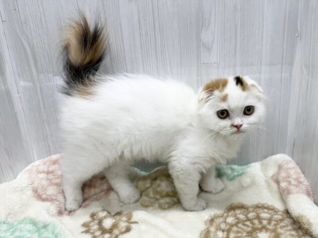 徳島県のスコティッシュフォールド (アミーゴ北島店/2026年2月1日生まれ/女の子/その他色)の子猫の3枚目の画像