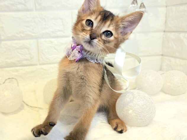 香川県のアビシニアン (ワンキャラット アミーゴ丸亀店/2026年2月22日生まれ/女の子/ルディ)の子猫の2枚目の画像