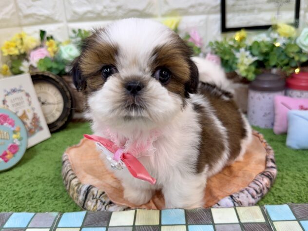 兵庫県のシーズー (ワンキャラット アミーゴ姫路花田店/2026年2月26日生まれ/女の子/ゴールドホワイト)の子犬の3枚目の画像