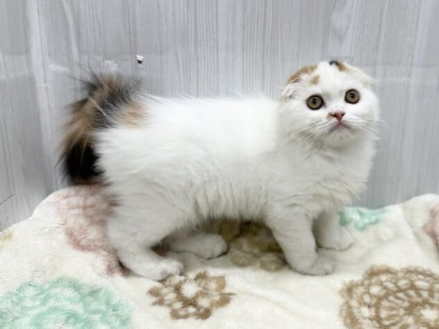 徳島県のスコティッシュフォールド (アミーゴ北島店/2026年2月1日生まれ/女の子/その他色)の子猫の4枚目の画像
