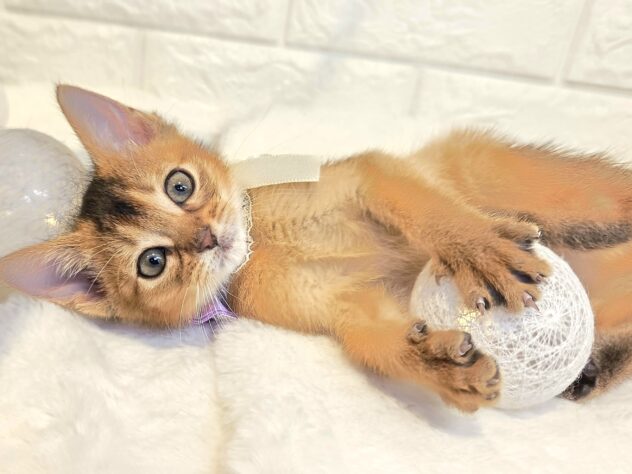 香川県のアビシニアン (ワンキャラット アミーゴ丸亀店/2026年2月22日生まれ/女の子/ルディ)の子猫の4枚目の画像