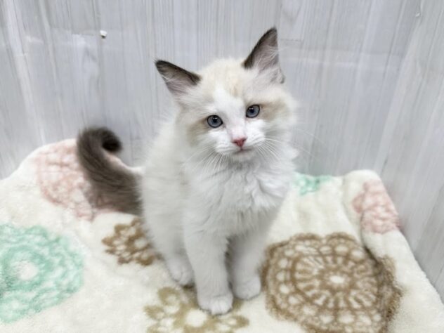 徳島県のラグドール (アミーゴ北島店/2026年1月25日生まれ/女の子/シールポイントバイカラー)の子猫の1枚目の画像