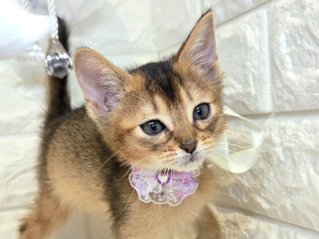 香川県のアビシニアン (ワンキャラット アミーゴ丸亀店/2026年2月22日生まれ/女の子/ルディ)の子猫の1枚目の画像