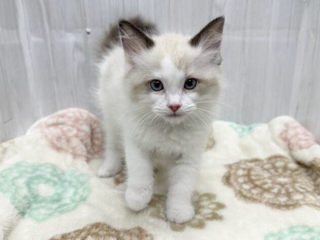 徳島県のラグドール (アミーゴ北島店/2026年1月25日生まれ/女の子/シールポイントバイカラー)の子猫の2枚目の画像