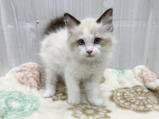 徳島県のラグドール (アミーゴ北島店/2026年1月25日生まれ/女の子/シールポイントバイカラー)の子猫の3枚目の画像