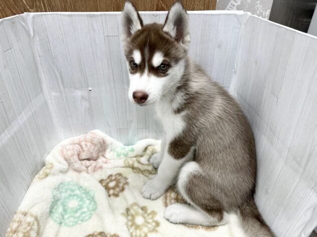 徳島県のシベリアンハスキー (アミーゴ北島店/2026年1月25日生まれ/男の子/チョコレートホワイト)の子犬の4枚目の画像