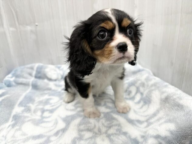 徳島県のキャバリアキングチャールズスパニエル (アミーゴ北島店/2026年2月16日生まれ/女の子/トライカラー)の子犬の4枚目の画像