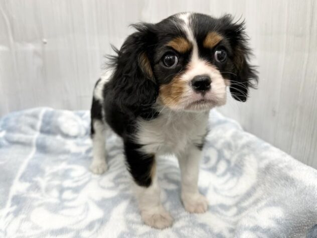 徳島県のキャバリアキングチャールズスパニエル (アミーゴ北島店/2026年2月16日生まれ/女の子/トライカラー)の子犬の2枚目の画像