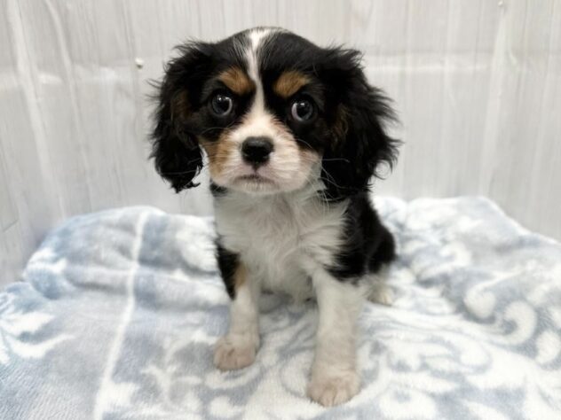 徳島県のキャバリアキングチャールズスパニエル (アミーゴ北島店/2026年2月16日生まれ/女の子/トライカラー)の子犬の1枚目の画像