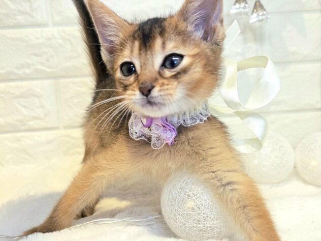 香川県のアビシニアン (ワンキャラット アミーゴ丸亀店/2026年2月22日生まれ/女の子/ルディ)の子猫の3枚目の画像