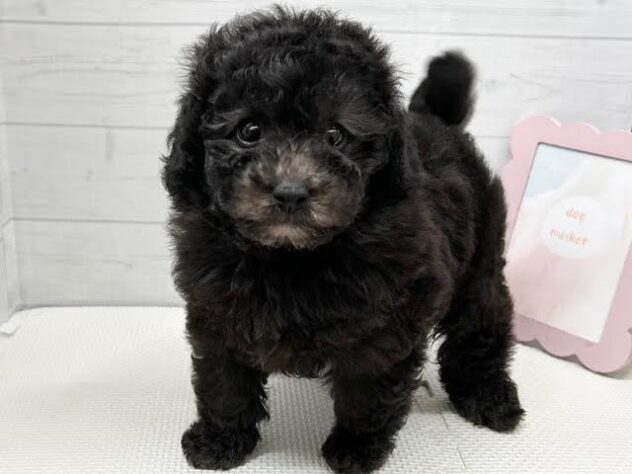 徳島県のトイプードル(トイ) (アミーゴ徳島店/2026年2月2日生まれ/男の子/シルバー)の子犬の1枚目の画像