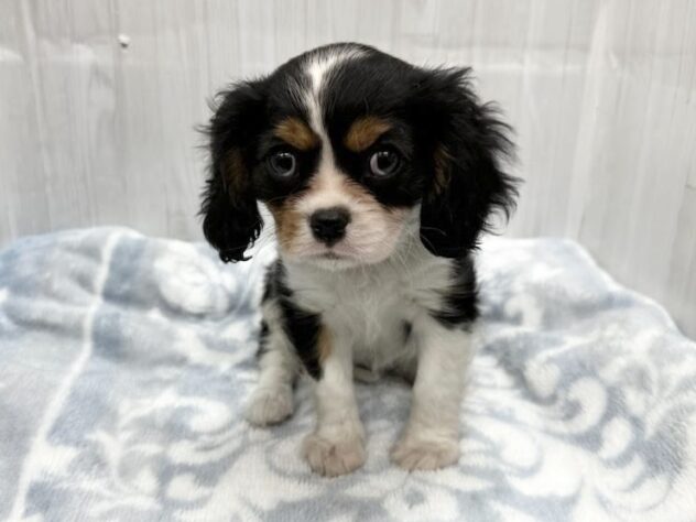 徳島県のキャバリアキングチャールズスパニエル (アミーゴ北島店/2026年2月16日生まれ/女の子/トライカラー)の子犬の3枚目の画像