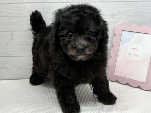 徳島県のトイプードル(トイ) (アミーゴ徳島店/2026年2月2日生まれ/男の子/シルバー)の子犬の2枚目の画像