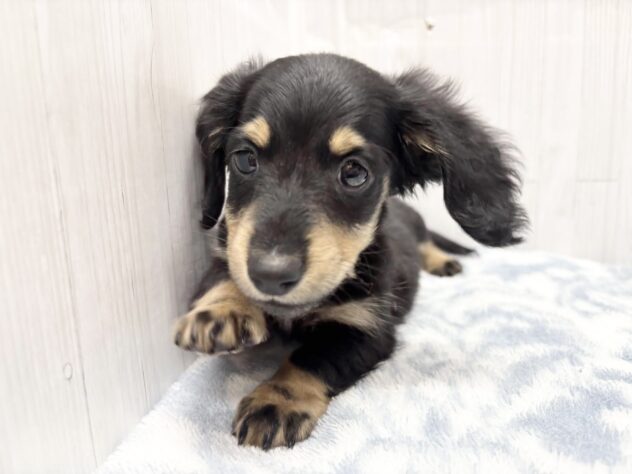 徳島県のミニチュアダックスフンド(ロング) (アミーゴ北島店/2026年2月24日生まれ/男の子/ブラックタン)の子犬の3枚目の画像