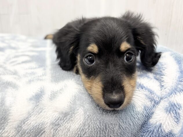 徳島県のミニチュアダックスフンド(ロング) (アミーゴ北島店/2026年2月24日生まれ/男の子/ブラックタン)の子犬の2枚目の画像