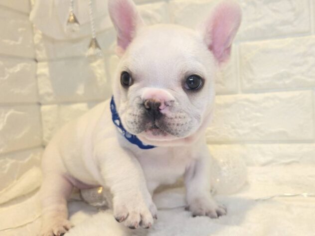 香川県のフレンチブルドッグ (ワンキャラット アミーゴ丸亀店/2026年2月26日生まれ/男の子/クリーム)の子犬の3枚目の画像