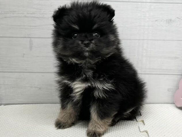 徳島県のポメラニアン (アミーゴ徳島店/2026年2月2日生まれ/女の子/ブラックタン)の子犬の3枚目の画像