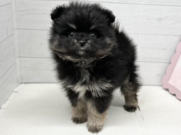 徳島県のポメラニアン (アミーゴ徳島店/2026年2月2日生まれ/女の子/ブラックタン)の子犬の2枚目の画像
