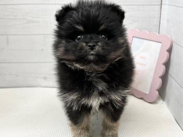 徳島県のポメラニアン (アミーゴ徳島店/2026年2月2日生まれ/女の子/ブラックタン)の子犬の1枚目の画像