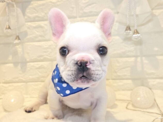 2026年2月26日生まれのフレンチブルドッグ
