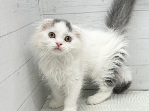 徳島県のスコティッシュフォールド (アミーゴ徳島店/2026年2月8日生まれ/男の子/ブルータビーホワイトバン)の子猫の2枚目の画像