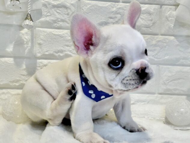 香川県のフレンチブルドッグ (ワンキャラット アミーゴ丸亀店/2026年2月26日生まれ/男の子/クリーム)の子犬の4枚目の画像