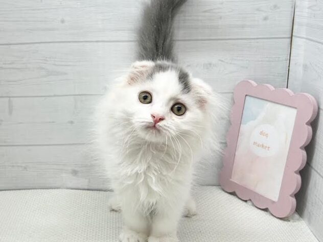 徳島県のスコティッシュフォールド (アミーゴ徳島店/2026年2月8日生まれ/男の子/ブルータビーホワイトバン)の子猫の1枚目の画像