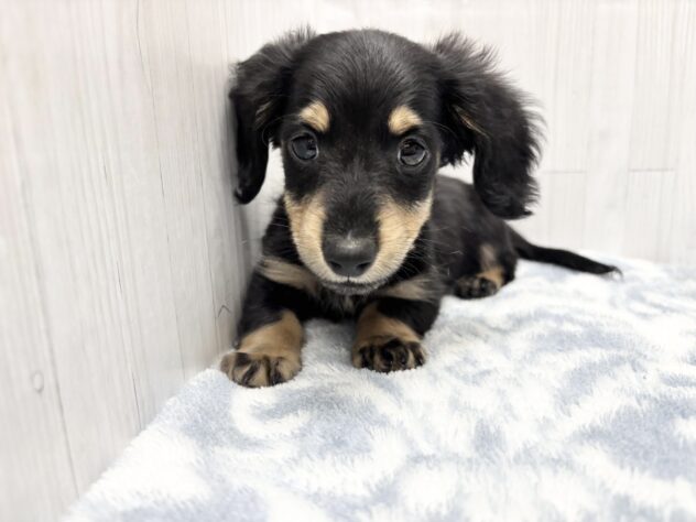 徳島県のミニチュアダックスフンド(ロング) (アミーゴ北島店/2026年2月24日生まれ/男の子/ブラックタン)の子犬の1枚目の画像