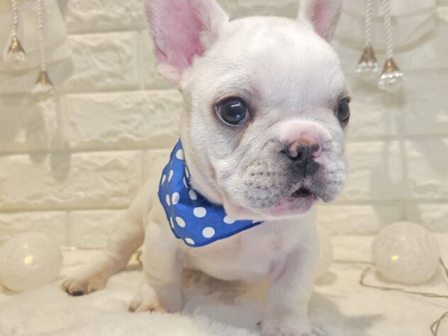 香川県のフレンチブルドッグ (ワンキャラット アミーゴ丸亀店/2026年2月26日生まれ/男の子/クリーム)の子犬の2枚目の画像