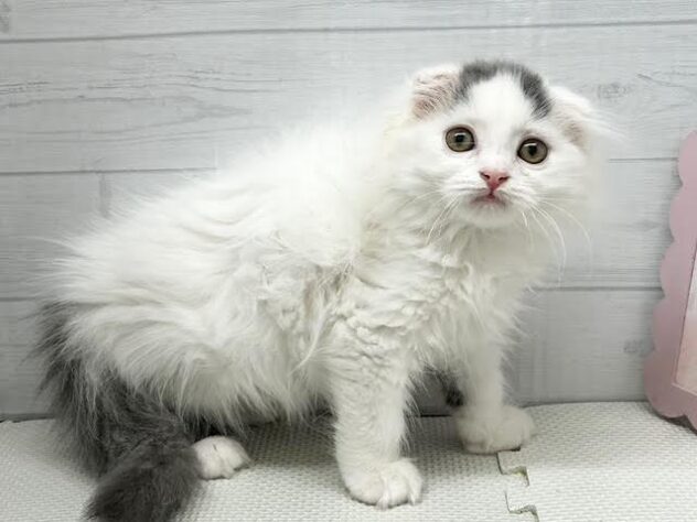 徳島県のスコティッシュフォールド (アミーゴ徳島店/2026年2月8日生まれ/男の子/ブルータビーホワイトバン)の子猫の3枚目の画像