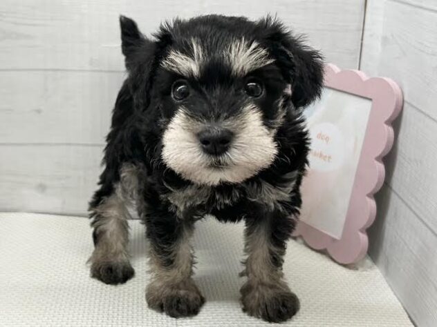 徳島県のミニチュアシュナウザー (アミーゴ徳島店/2026年2月9日生まれ/女の子/ブラックシルバー)の子犬の2枚目の画像