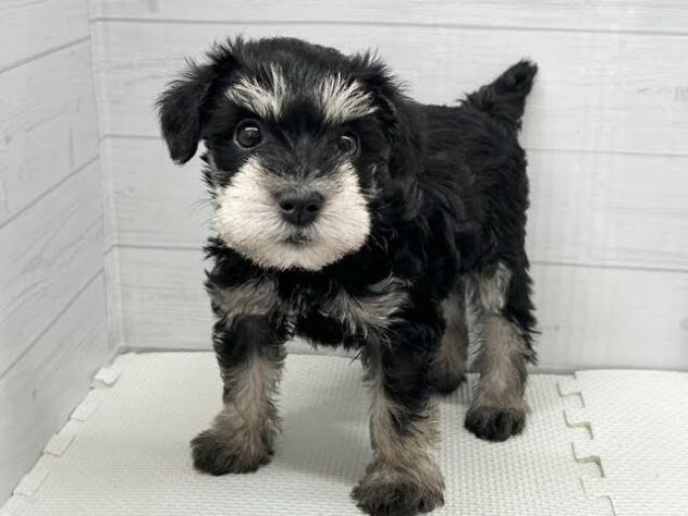 徳島県のミニチュアシュナウザー (アミーゴ徳島店/2026年2月9日生まれ/女の子/ブラックシルバー)の子犬の3枚目の画像