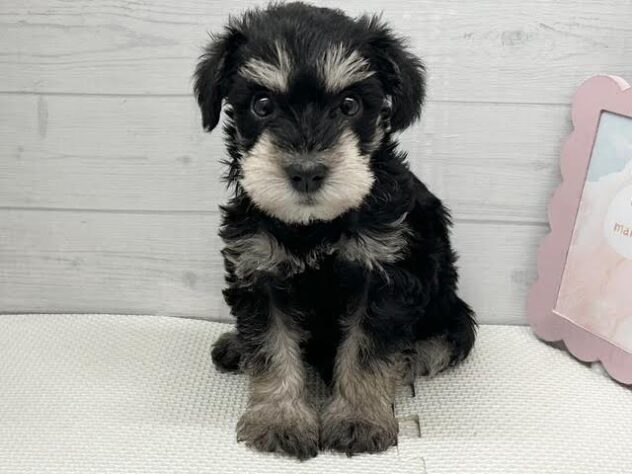 徳島県のミニチュアシュナウザー (アミーゴ徳島店/2026年2月9日生まれ/女の子/ブラックシルバー)の子犬の1枚目の画像