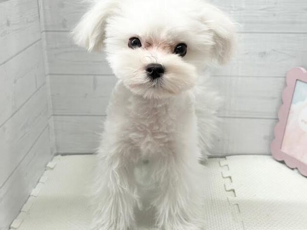 徳島県のマルチーズ (アミーゴ徳島店/2025年11月23日生まれ/男の子/ホワイト)の子犬の1枚目の画像
