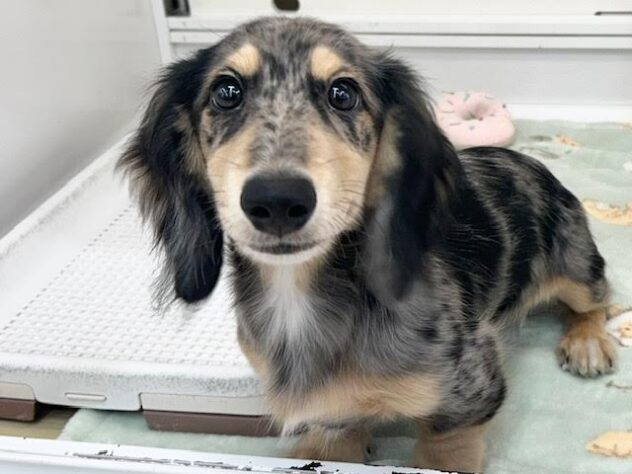 徳島県のミニチュアダックスフンド(ロング) (アミーゴ徳島店/2025年11月22日生まれ/男の子/シルバーダップル)の子犬