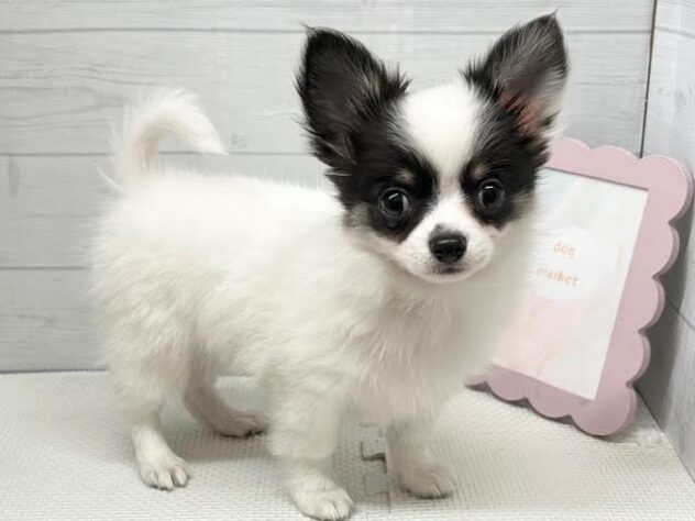 徳島県のチワワ(ロング) (アミーゴ徳島店/2026年2月3日生まれ/女の子/ブラックタンホワイト)の子犬の3枚目の画像