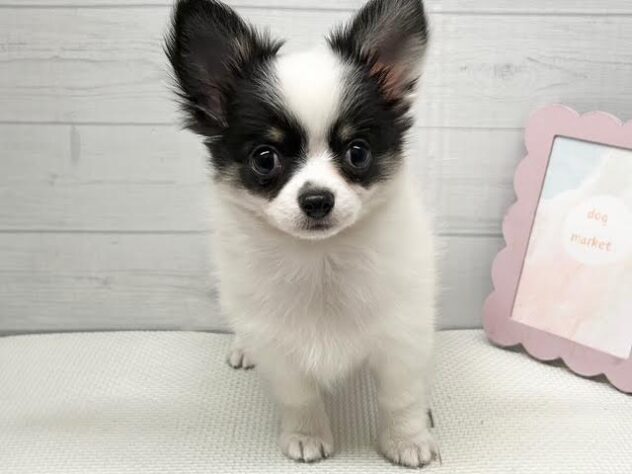 徳島県のチワワ(ロング) (アミーゴ徳島店/2026年2月3日生まれ/女の子/ブラックタンホワイト)の子犬の1枚目の画像