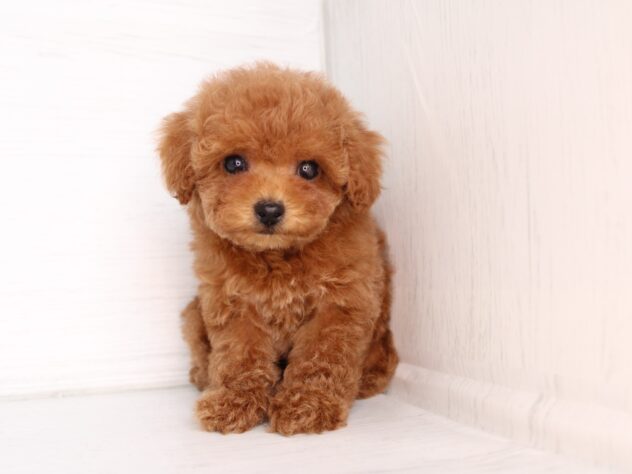 兵庫県のポメラニアン (ペット・プラザ アミーゴ神戸灘店/2026年2月5日生まれ/女の子/レッドフォーン)の子犬の2枚目の画像