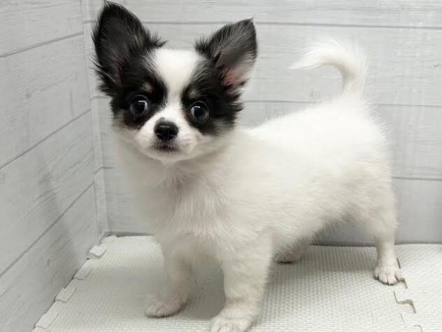 徳島県のチワワ(ロング) (アミーゴ徳島店/2026年2月3日生まれ/女の子/ブラックタンホワイト)の子犬の2枚目の画像