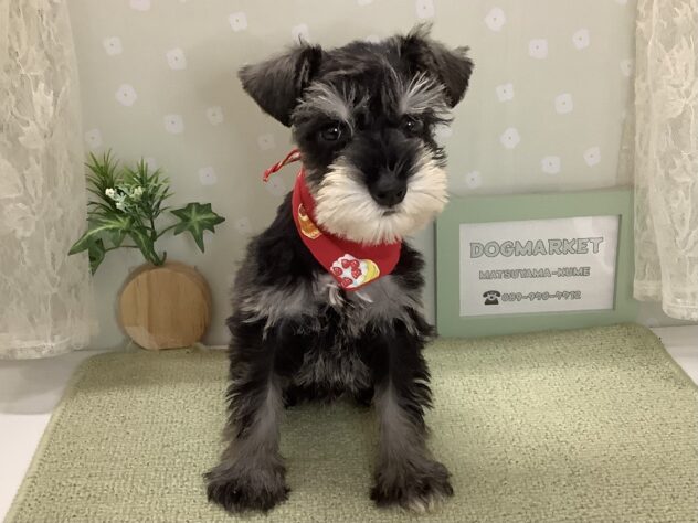 愛媛県のミニチュアシュナウザー (アミーゴ松山久米店/2026年2月2日生まれ/女の子/ソルトペッパー)の子犬の2枚目の画像