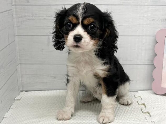 徳島県のキャバリアキングチャールズスパニエル (アミーゴ徳島店/2026年2月16日生まれ/女の子/トライカラー)の子犬の2枚目の画像