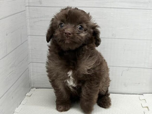 徳島県のハーフ犬・ミックス犬 (アミーゴ徳島店/2026年2月15日生まれ/女の子/ブラウン)の子犬