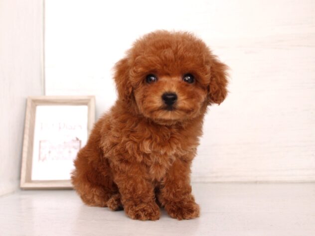 兵庫県のポメラニアン (ペット・プラザ アミーゴ神戸灘店/2026年2月5日生まれ/女の子/レッドフォーン)の子犬の1枚目の画像