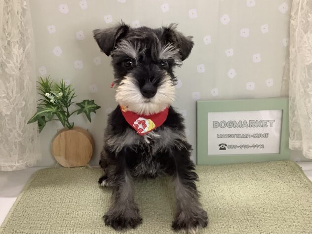 愛媛県のミニチュアシュナウザー (アミーゴ松山久米店/2026年2月2日生まれ/女の子/ソルトペッパー)の子犬の1枚目の画像