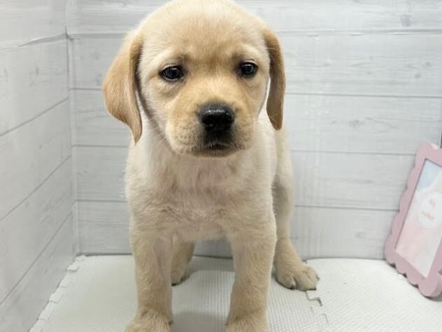 徳島県のラブラドールレトリーバー (アミーゴ徳島店/2026年2月10日生まれ/女の子/イエロー)の子犬の2枚目の画像